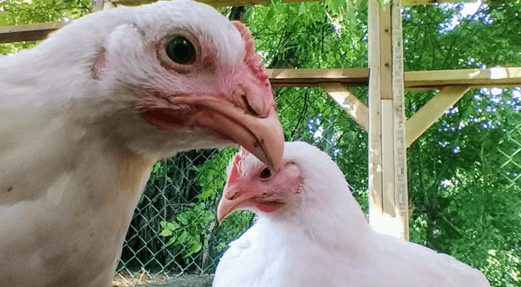 Picture description: An image of two chickens, Marie and Louise. These Cornish Cross chicks were my experimental subjects before they became residents of The Browns’ Microsanctuary.
